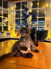 Here is the worlds most beautiful cat