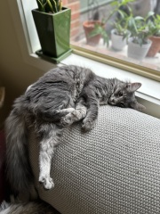 Hymns in Minor Keys & the Russian Easter Overture - the Excellent Cats ignore Culture.....