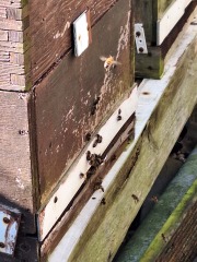 The Year Round Nigel Slater Discussion thread