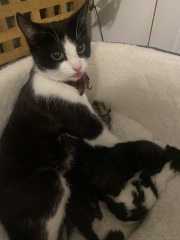 Advice please, Baby cats have arrived!