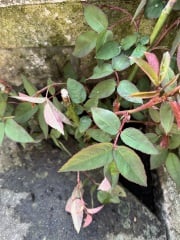 What have you done in the garden today? Part 6