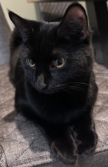 Here is the worlds most beautiful cat