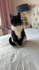 Here is the worlds most beautiful cat