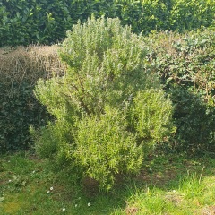Can I cut my rosemary in half?