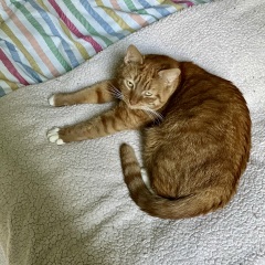 Adopt, foster or both?