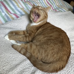 Show me the most unhinged looking photo you have of your cat