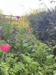 Has anyone had success with a wildflower border?