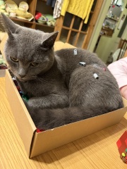 Lap dances, strippers and punch-ups - the Excellent Cats arrange a stag party