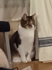 Cats do have different body shapes, don't they??