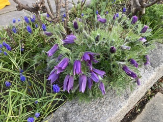 Yet another plant ID - but with excellent photo!