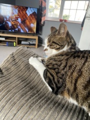 I think I want to adopt a cat but I’ve never had a cat before and I have questions!