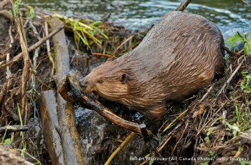 Archers thread #182: The Shit hits the Am! Discuss The Archers here.