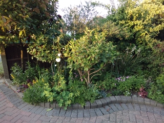 Is my hydrangea dead?