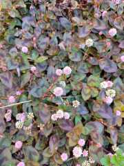 Plant id anyone?