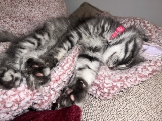 Here is the worlds most beautiful cat