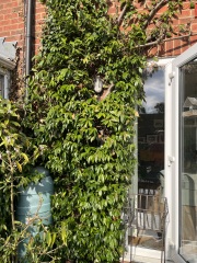 Tension wire trellis for star jasmine