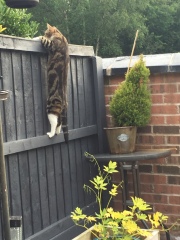 Hostile neighbour regarding fencing