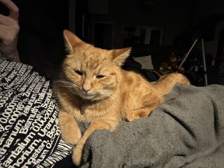 Hymns in Minor Keys & the Russian Easter Overture - the Excellent Cats ignore Culture.....