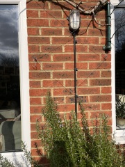 Tension wire trellis for star jasmine