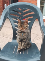 Here is the worlds most beautiful cat