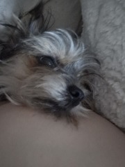 Where does your dog sleep?