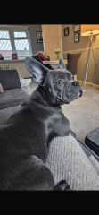 Puppy pyoderma/ demodex/ itchy rash help…..