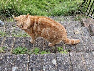 Hymns in Minor Keys & the Russian Easter Overture - the Excellent Cats ignore Culture.....