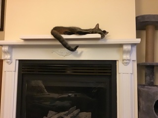 Vet bills: when is it too much?