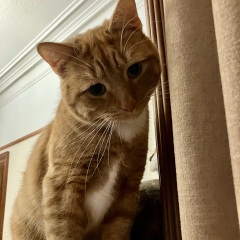Here is the worlds most beautiful cat