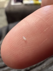 What are these?
