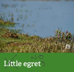 The Bluestocking - where women are women, and small furry animals are gerbils, quokkas,  capybaras, or a red panda called Rosy