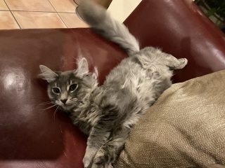 Here is the worlds most beautiful cat