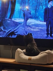 Hymns in Minor Keys & the Russian Easter Overture - the Excellent Cats ignore Culture.....