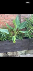 What is this plant, and can it be saved?!