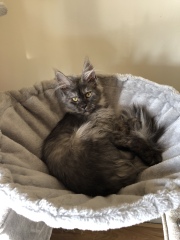 Are Cat Trees Worth It?