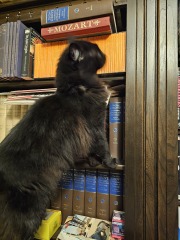 Hymns in Minor Keys & the Russian Easter Overture - the Excellent Cats ignore Culture.....