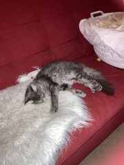 Hymns in Minor Keys & the Russian Easter Overture - the Excellent Cats ignore Culture.....