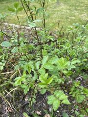 Sorry! Another plant ID