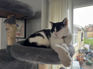 Hymns in Minor Keys & the Russian Easter Overture - the Excellent Cats ignore Culture.....