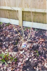 Are these lilacs dead, then?