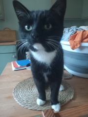 Here is the worlds most beautiful cat