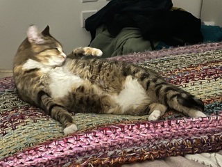 Hymns in Minor Keys & the Russian Easter Overture - the Excellent Cats ignore Culture.....