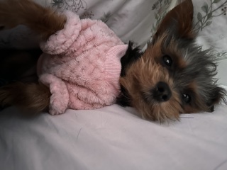 Small dog breeds help