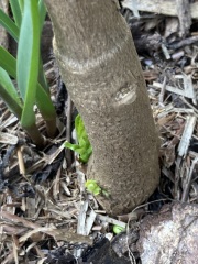 Anyone else planting a jungle/tropical garden?