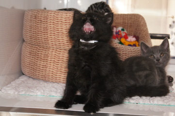 Thread 19 Starmer - A Coalition of the Willing