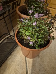 Campanula porto
