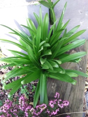 Another plant ID please - with pics