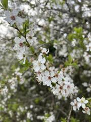 Thread 20 Starmer - Spring Statement
