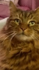 What do your cats do every day that make your heart swell?