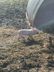 The Year Round Nigel Slater Discussion thread